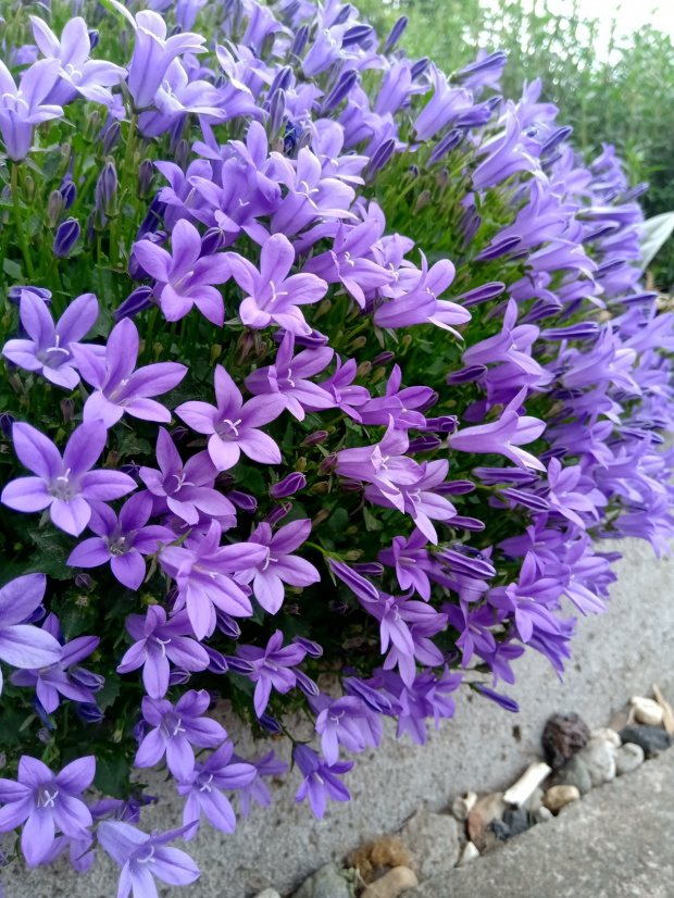 campanula