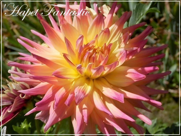 dahlia hapet fantastic