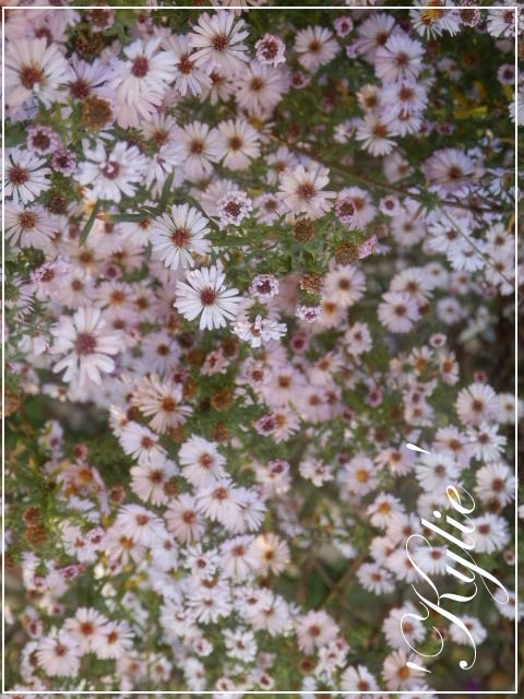 aster 'kylie'