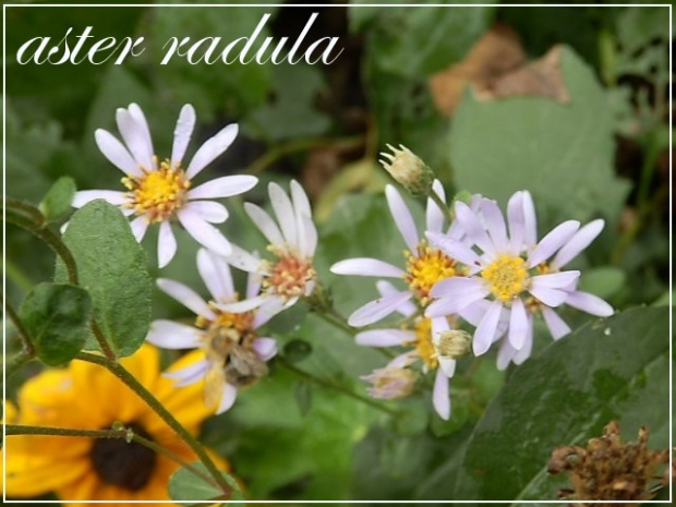 aster radula