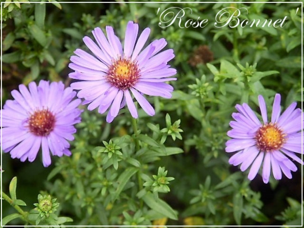 aster 'rose bonnet'