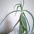 aloes