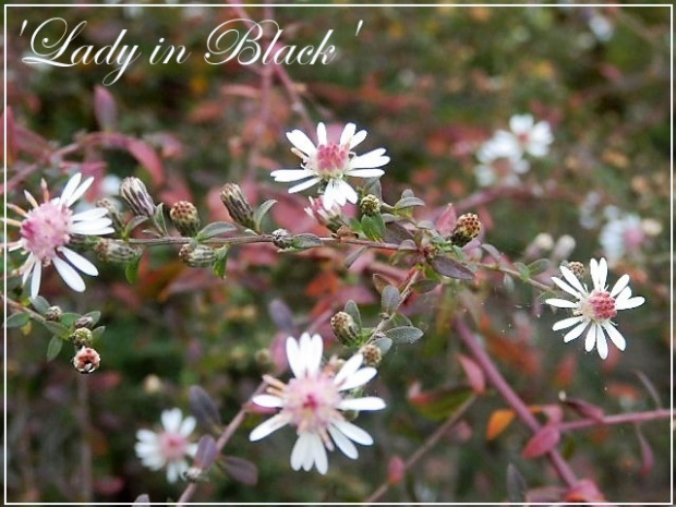 aster 'lady in black'
