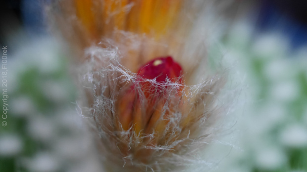 Parodia chrysacanthion cv. "Rubra Orange Flame"