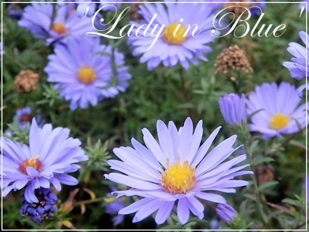 aster 'lady in blue'