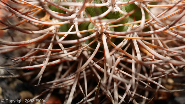 Pyrrhocactus bulbocalix