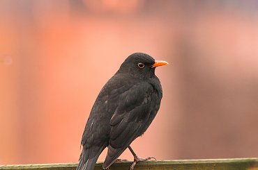 Kos:,- #rudzik #ptaki #ogrody #kosy #zima #alicjaszrednicka #NRW